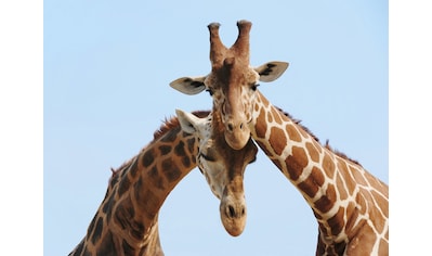 Fototapete »Verliebte Giraffen«