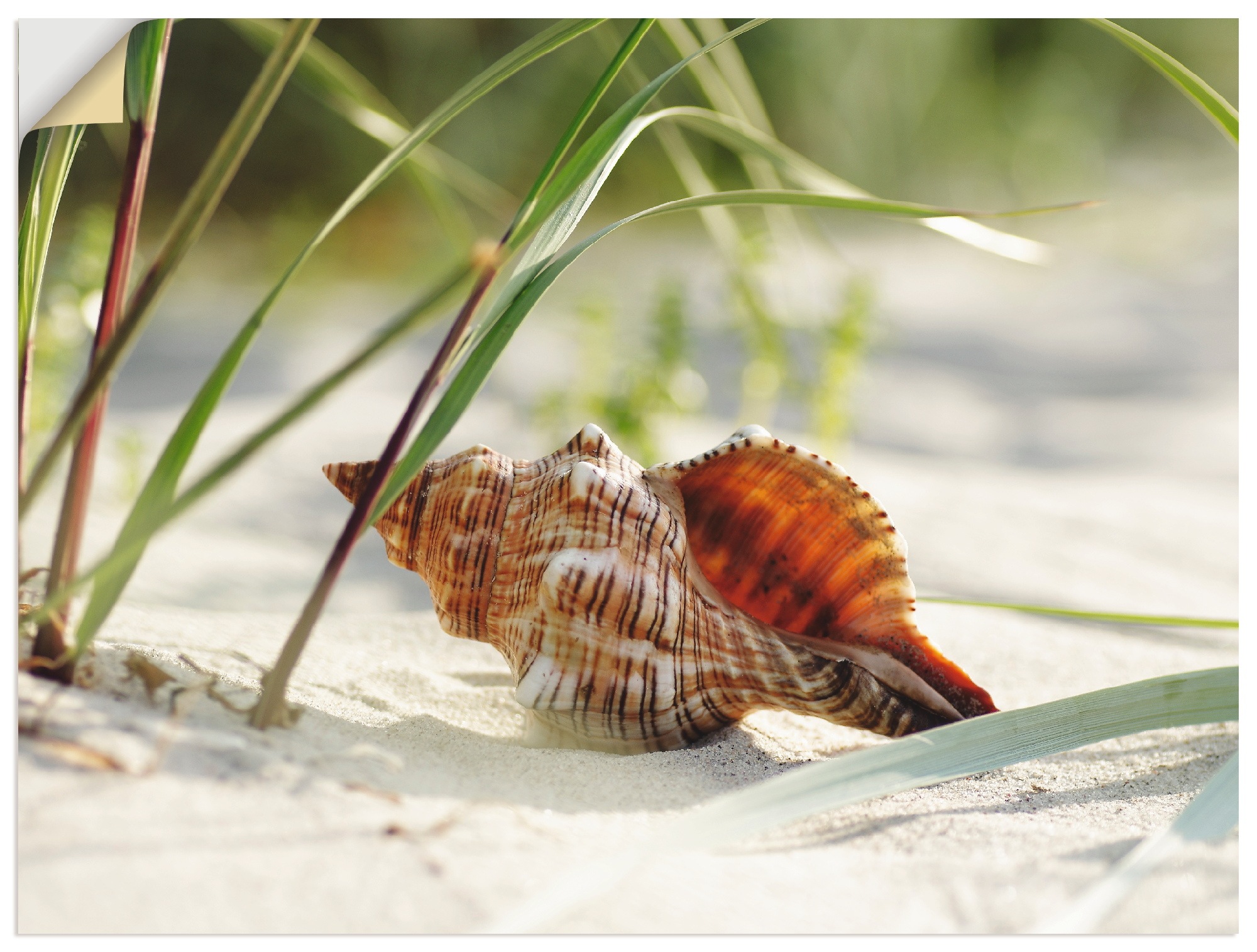 Artland Wandbild »Große Muschel am Strand«, Wassertiere, (1 St.), als  Leinwandbild, Wandaufkleber oder Poster in versch. Größen bestellen online  bei OTTO