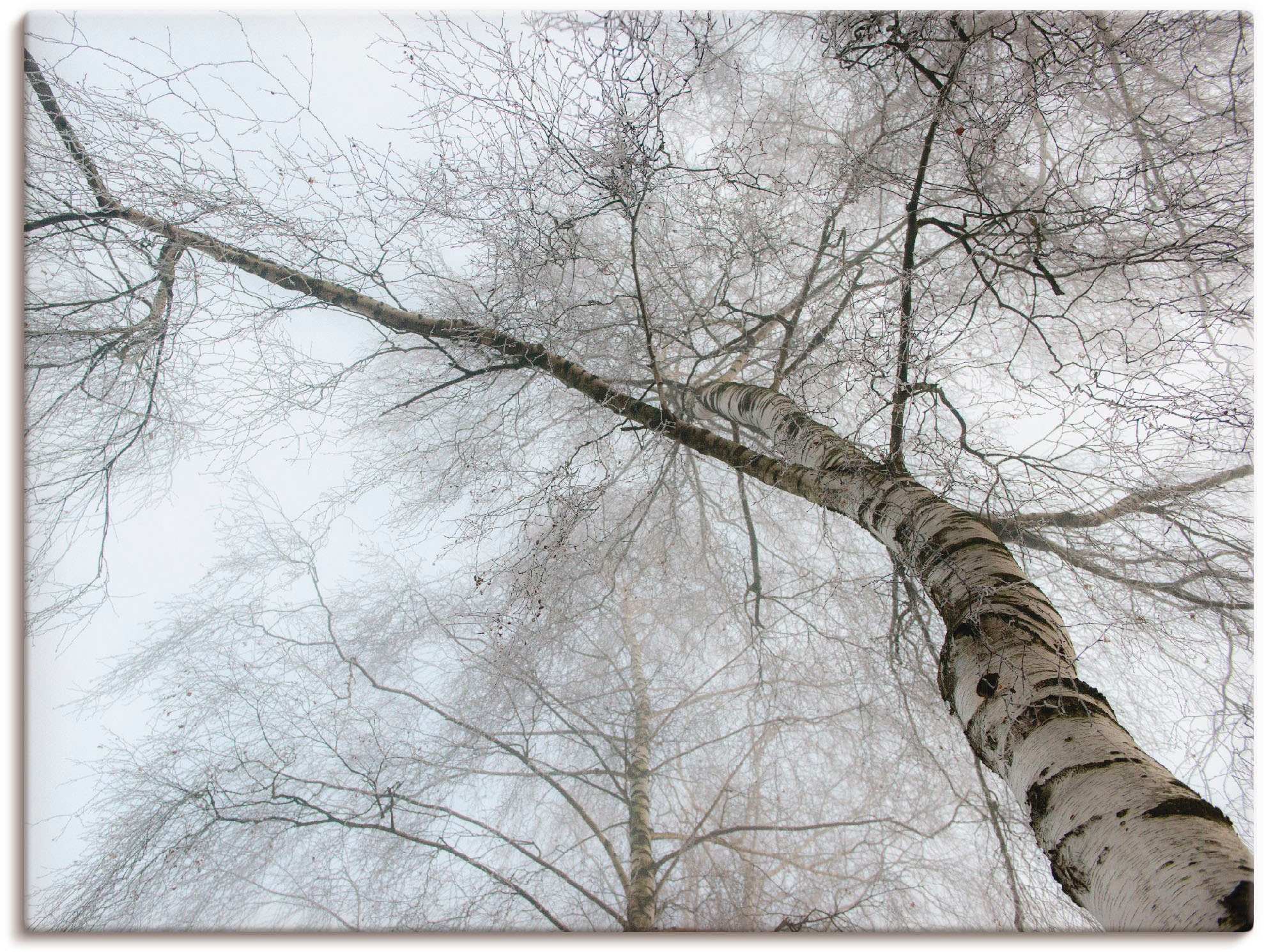 bei in (1 als bestellen St.), Leinwandbild, online Wandbild verschied. Wandaufkleber Größen OTTO Birke«, »Winter Bäume, Artland