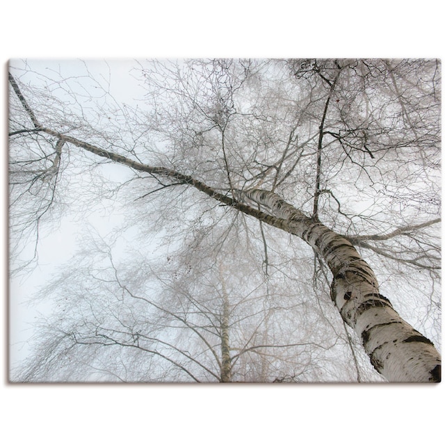 Artland Wandbild »Winter Birke«, Bäume, (1 St.), als Leinwandbild,  Wandaufkleber in verschied. Größen bestellen online bei OTTO