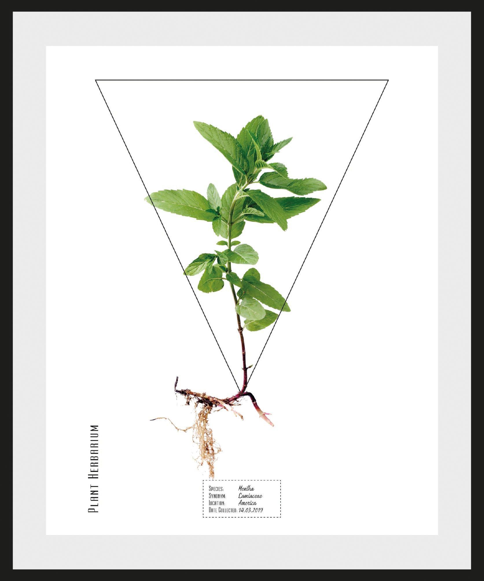 andas Bild »Pflanze Mentha«, mit Rahmen