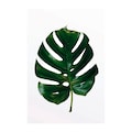 Komar Poster »Monstera Leaf«, Pflanzen-Blätter, Höhe: 50cm