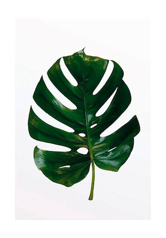 Komar Poster »Monstera Leaf«, Pflanzen-Blätter, Höhe: 50cm kaufen