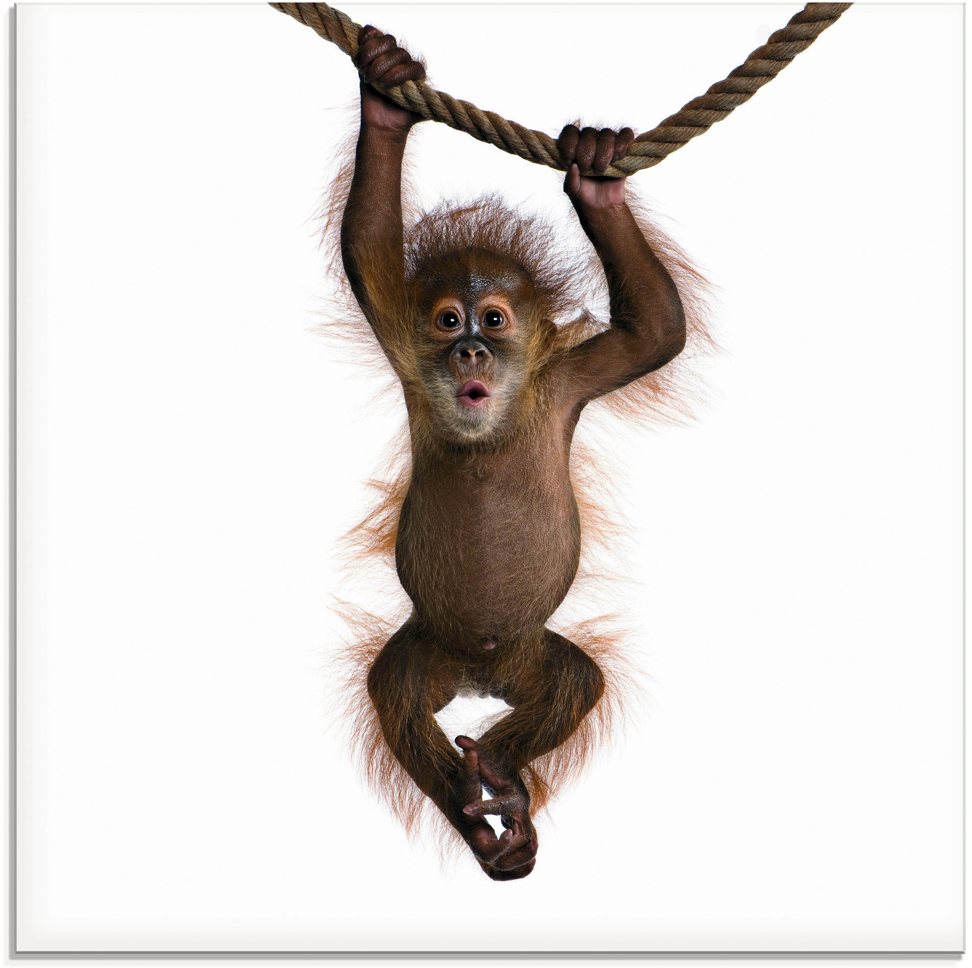Artland Glasbild »Baby Sumatra Orang Utan hängt an Seil«, Wildtiere, (1 St.)