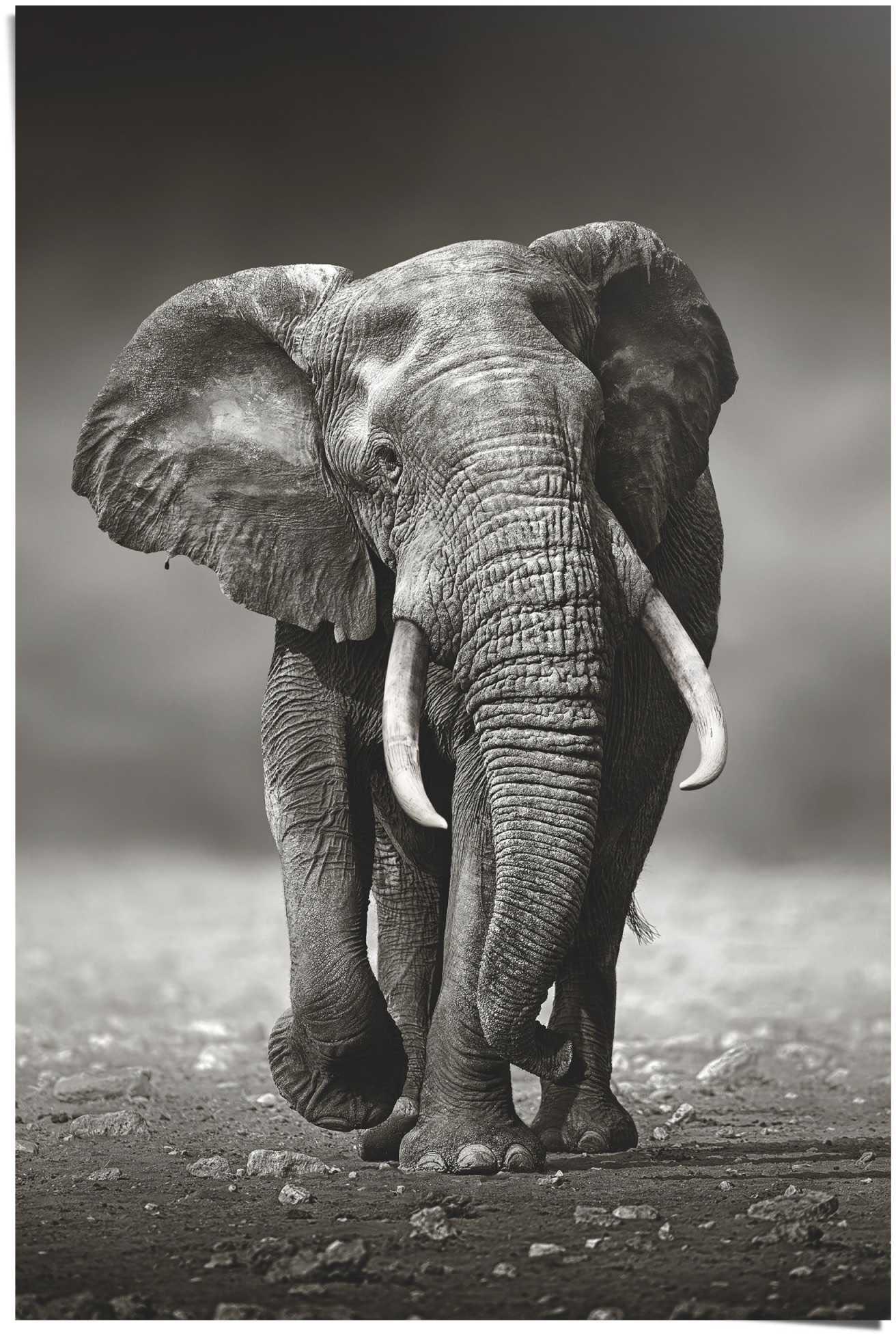 Reinders! Poster »Poster Elefant Wanderung«, Elefanten, (1 St.) kaufen bei  OTTO