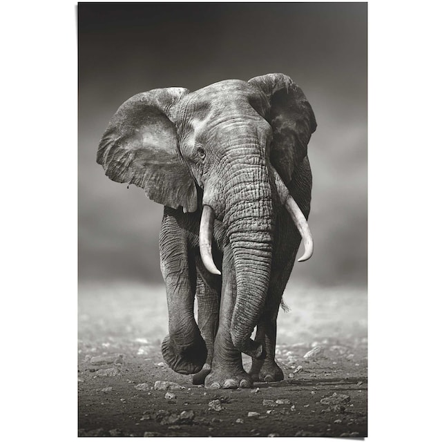 Reinders! Poster »Poster Elefant Wanderung«, Elefanten, (1 St.) kaufen bei  OTTO