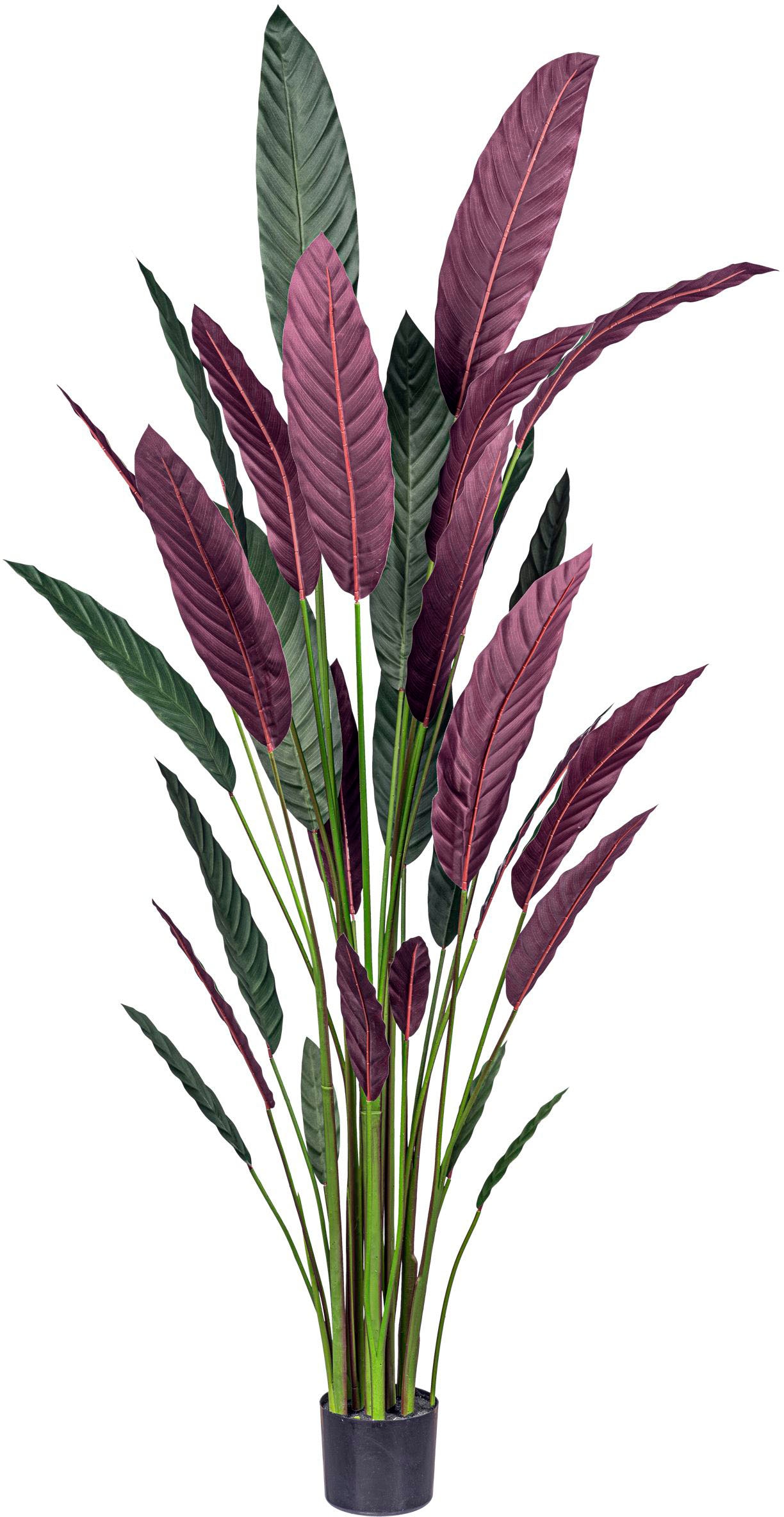 Creativ Green Künstliche Zimmerpflanze »Stromanthe Thalia« mit grün-rotem Blattwerk in grün, Größe B/H/L: 210 cm