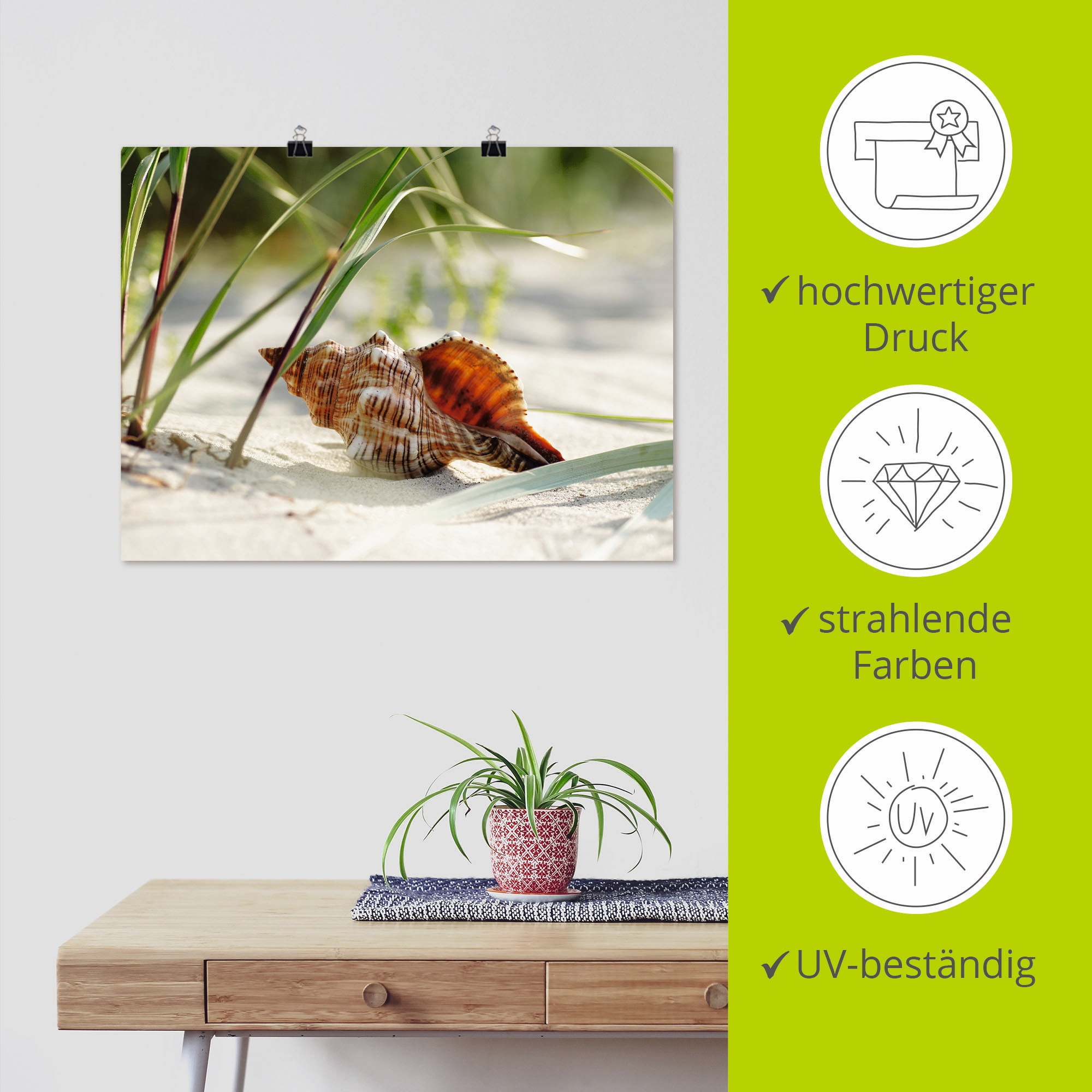 Artland Wandbild »Große Muschel am Strand«, Wassertiere, (1 St.), als Leinwandbild, Poster, Wandaufkleber in verschied. Größen