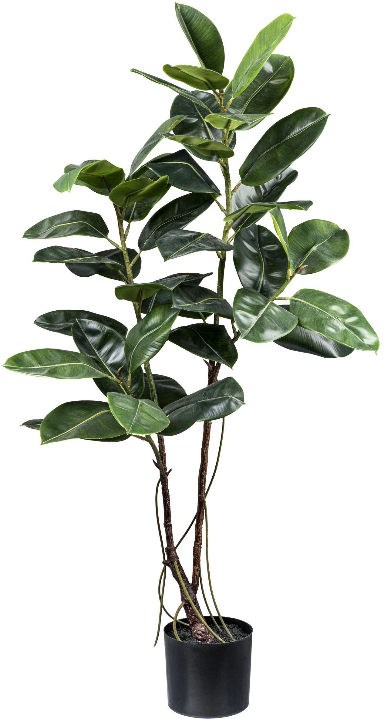 Creativ Green Kunstbaum »Ficus elastica« mit Luftwurzeln in grün, Größe B/H/L: 150 cm
