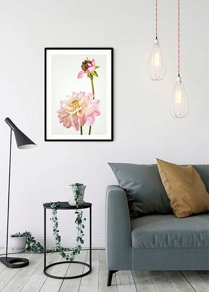 Komar Bild »Dahlia« Blumen 1 Stk. tlg. Wandbild zur Dekoration - ohne Rahmen