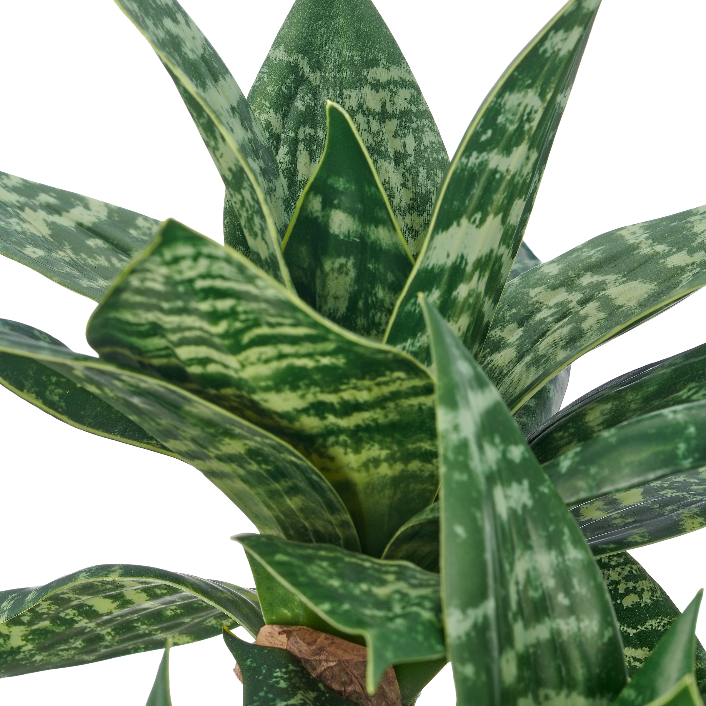 Creativ green Künstliche Zimmerpflanze »Sansevieria Laurentii« mit wunderschöner Blattzeichnung