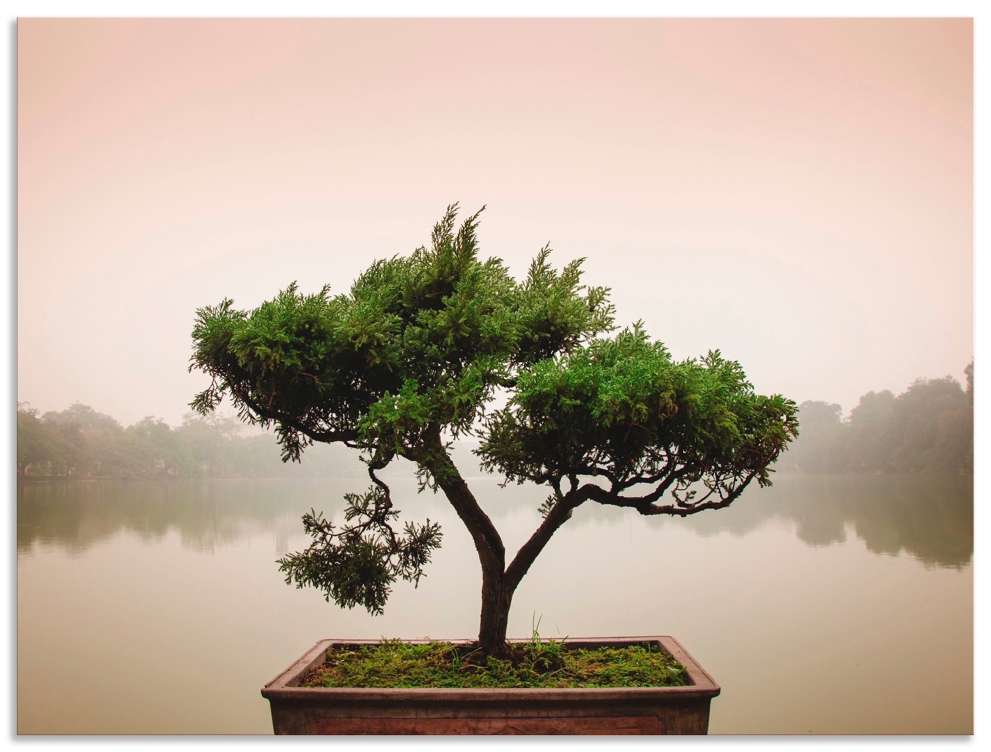Artland Wandbild »Chinesischer Bonsaibaum«, Bäume, (1 bestellen bei St.) OTTO