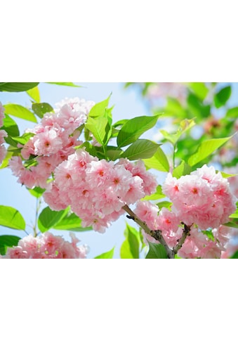 Fototapete »Sakury Cherry Blossom«