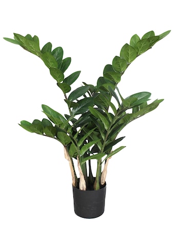 Creativ green Kunstpflanze »Zamifolia«, (1 St.) kaufen