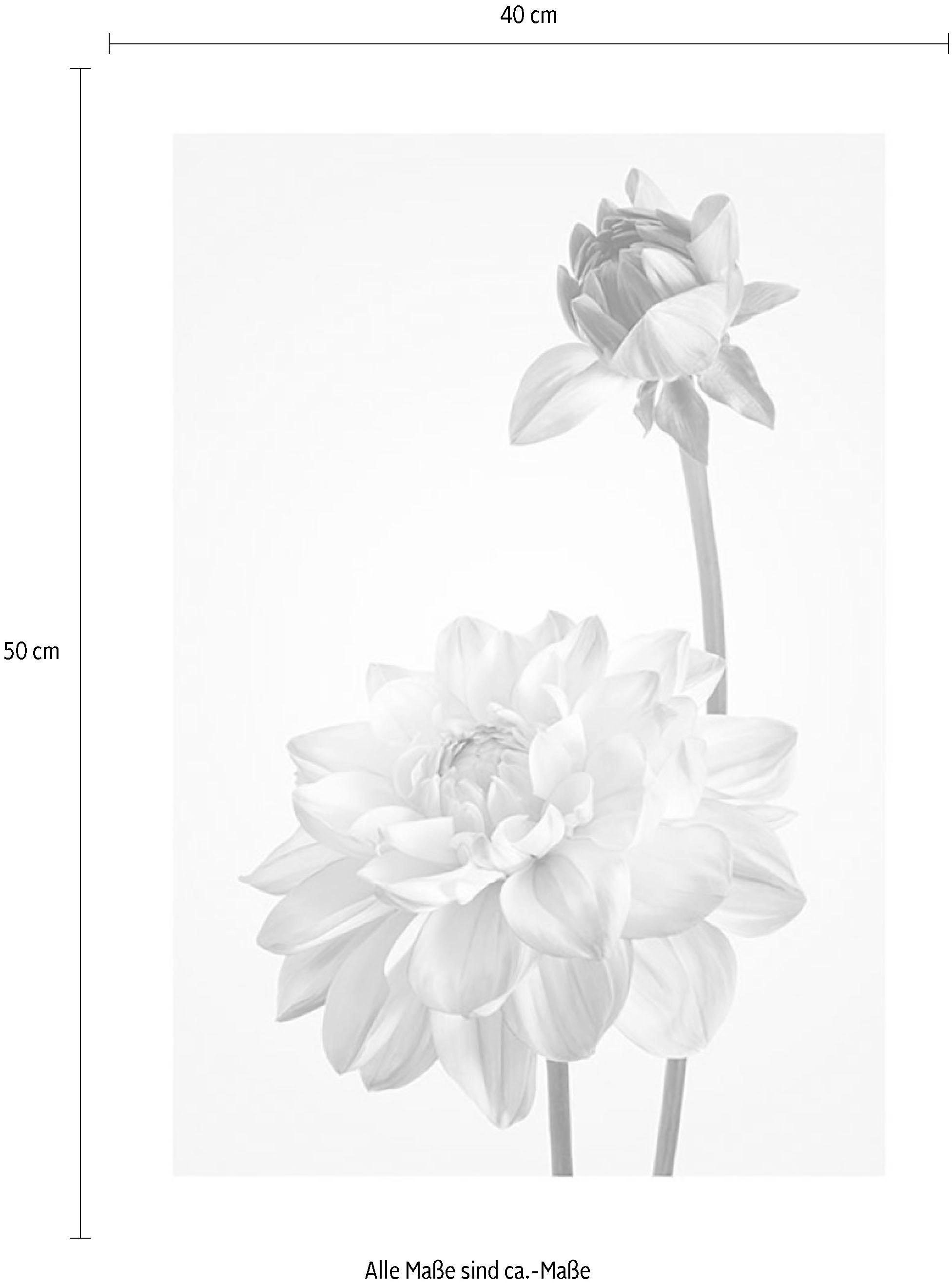 Komar Bild »Dahlia« Blumen 1 Stk. tlg. Wandbild zur Dekoration - ohne Rahmen