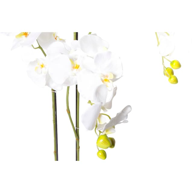 Botanic-Haus Kunstorchidee »Orchidee«, (1 St.) online bei OTTO