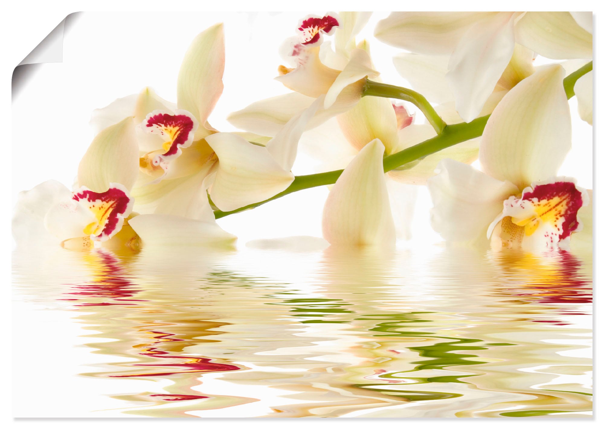 Artland Wandbild »Weiße Orchidee mit Wasserreflektion«, Blumen, (1 St.),  als Leinwandbild, Wandaufkleber oder Poster in versch. Größen bei OTTO