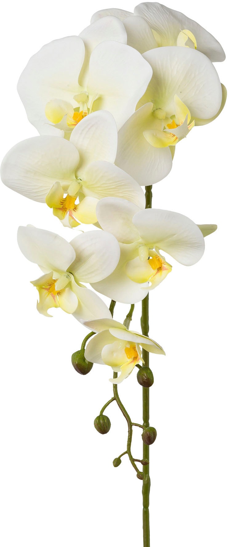 Creativ green Kunstblume »Orchidee Phalaenopsis«