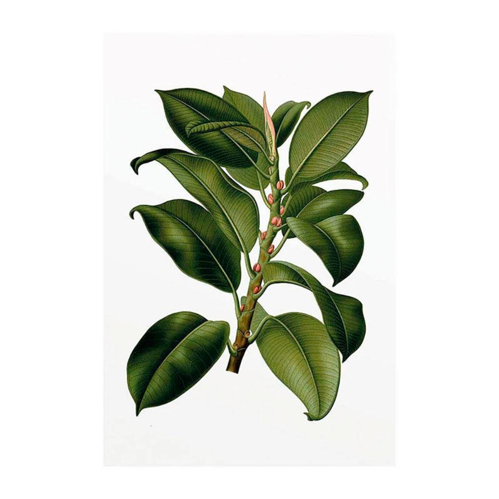Komar Poster »Elastica Tree«, Pflanzen-Blätter, Höhe: 40cm