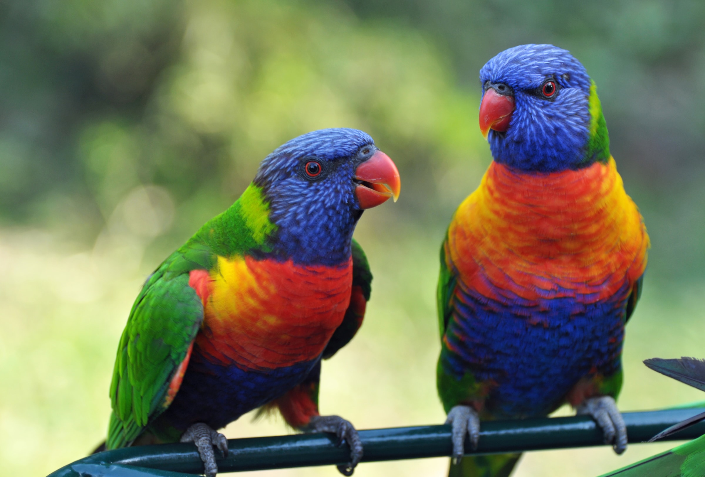 Papermoon Fototapete »Rainbow Lorikeets Birds«