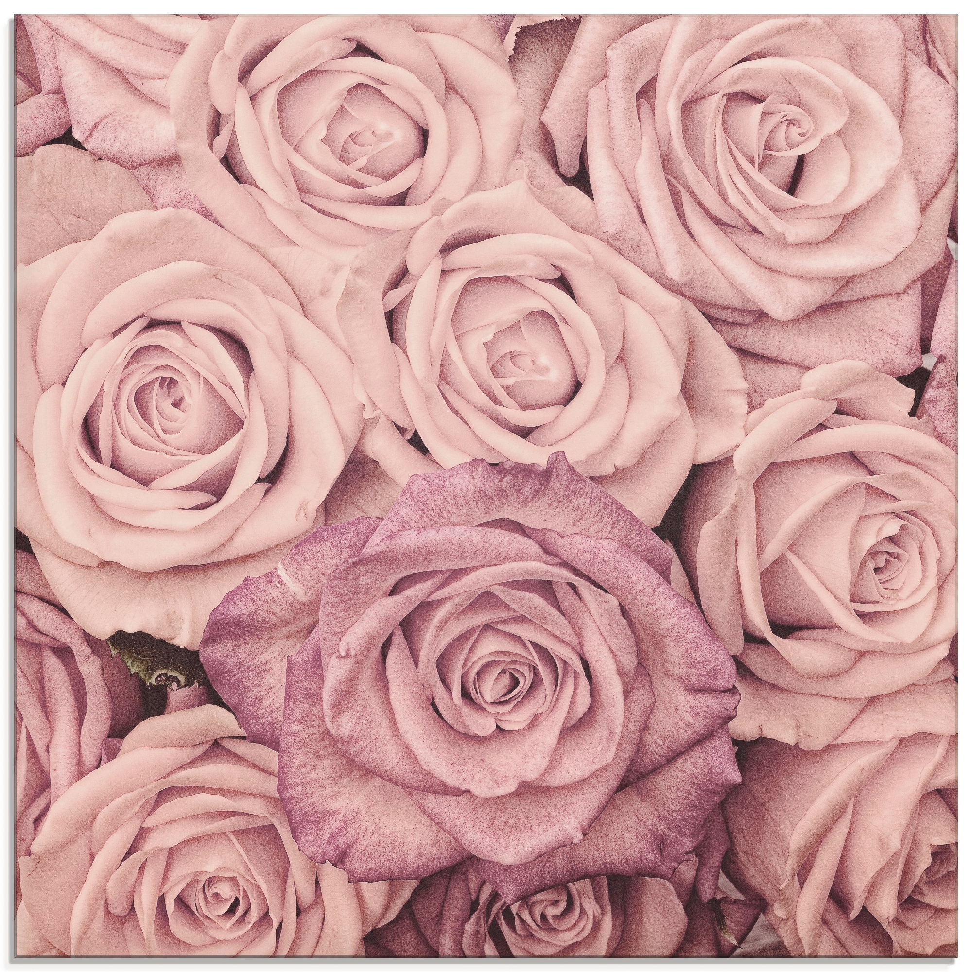 Artland Glasbild »Rosen«, Blumen, (1 St.), in verschiedenen Größen  bestellen im OTTO Online Shop