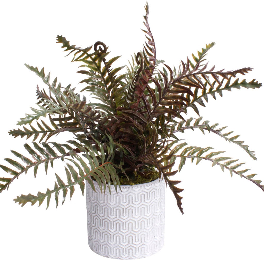 Botanic-Haus Künstliche Zimmerpflanze »Farn im Zementtopf«, (1 St.) kaufen  im OTTO Online Shop