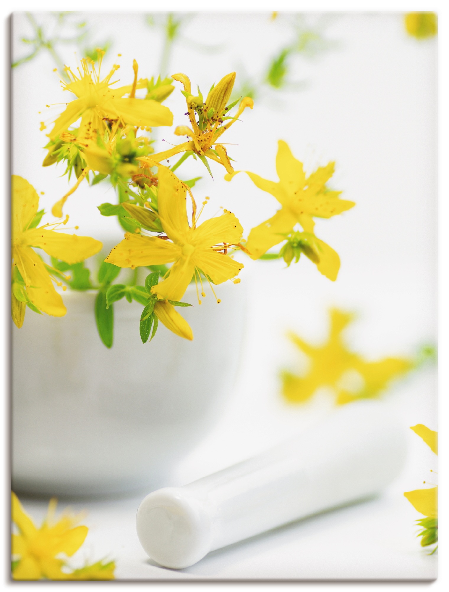 Artland Wandbild »Johanniskraut Helfende Kräuter«, Blumen, (1 St.), in vielen Größen & Produktarten -Leinwandbild, Poster, Wandaufkleber / Wandtattoo auch für Badezimmer geeignet
