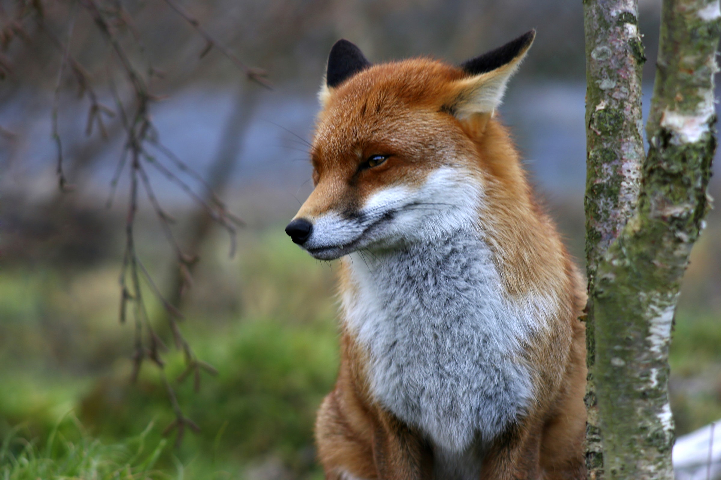 Papermoon Fototapete »Red Fox«