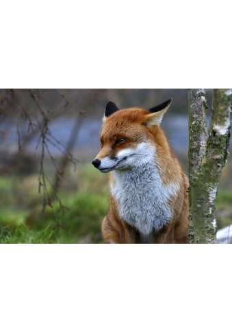 Fototapete »Red Fox«