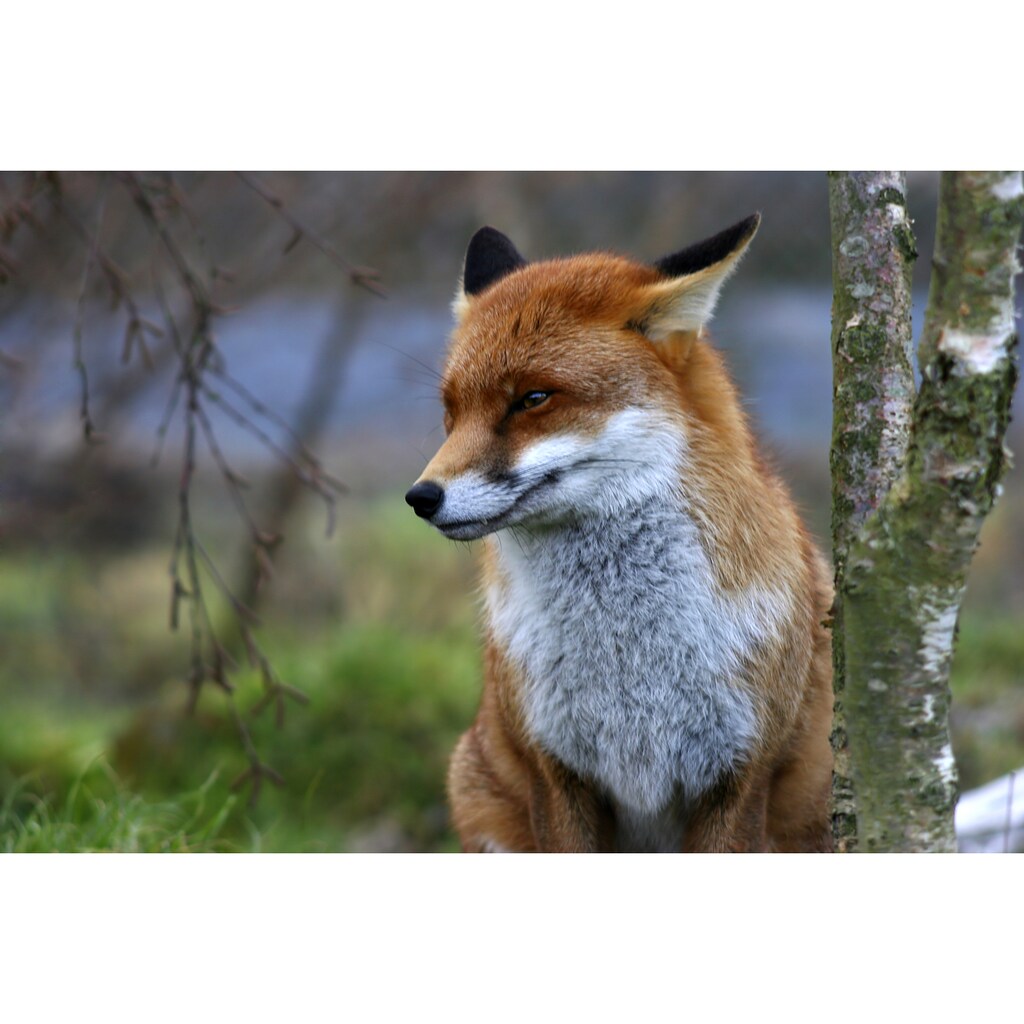 Papermoon Fototapete »Red Fox«