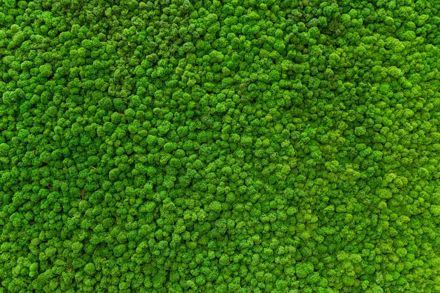 queence XXL-Wandbild »Akustikbild Moos Moosbild, bedruckt« Blätter | Blätterbilder | Moos | Natur 1 Stk. tlg. Einfache Akustiklösung ohne Baumaßnahme, Schalldämmung, Paneele