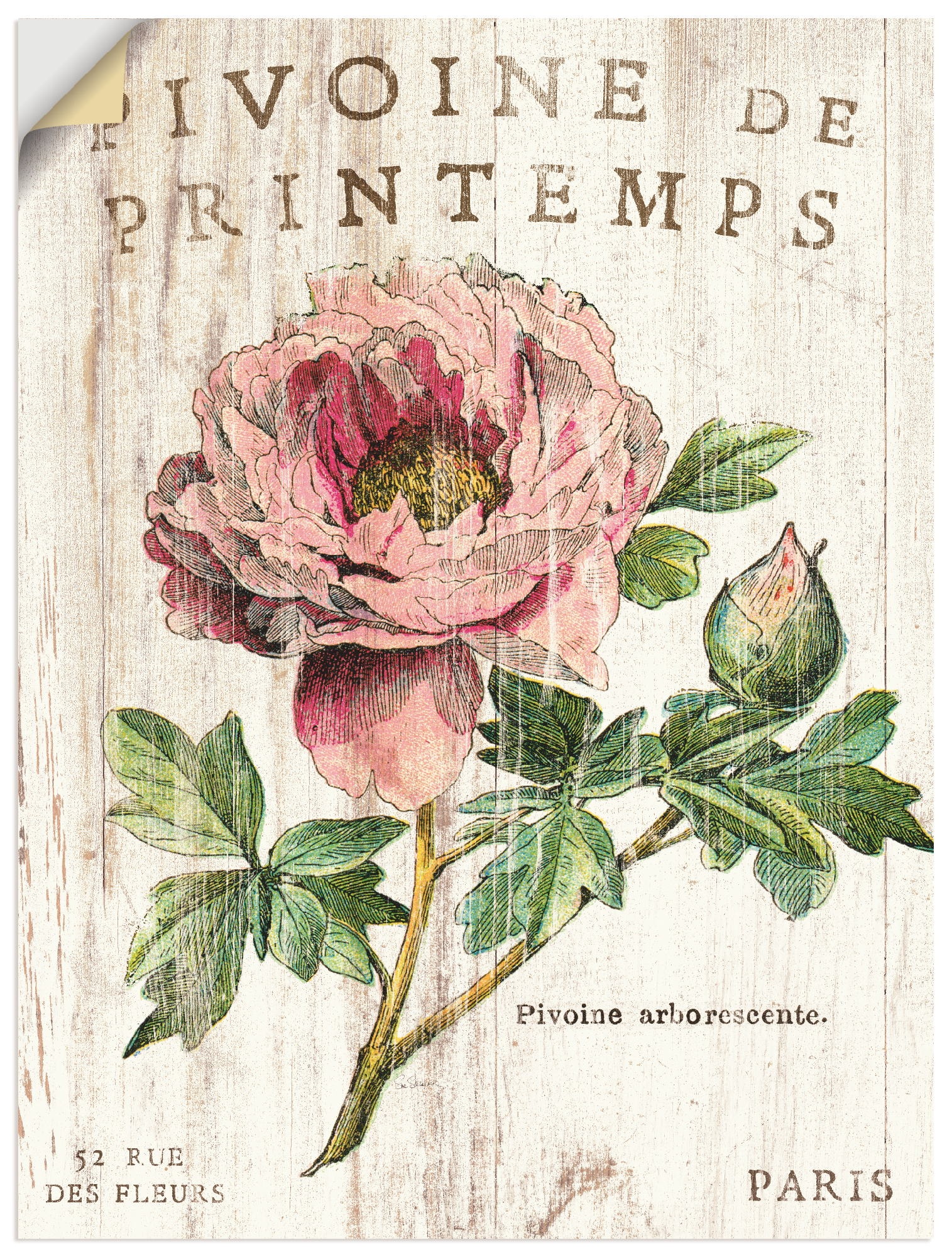 Artland Wandbild »Pfingstrose«, Blumen, (1 St.), in vielen Größen & Produktarten -Leinwandbild, Poster, Wandaufkleber / Wandtattoo auch für Badezimmer geeignet