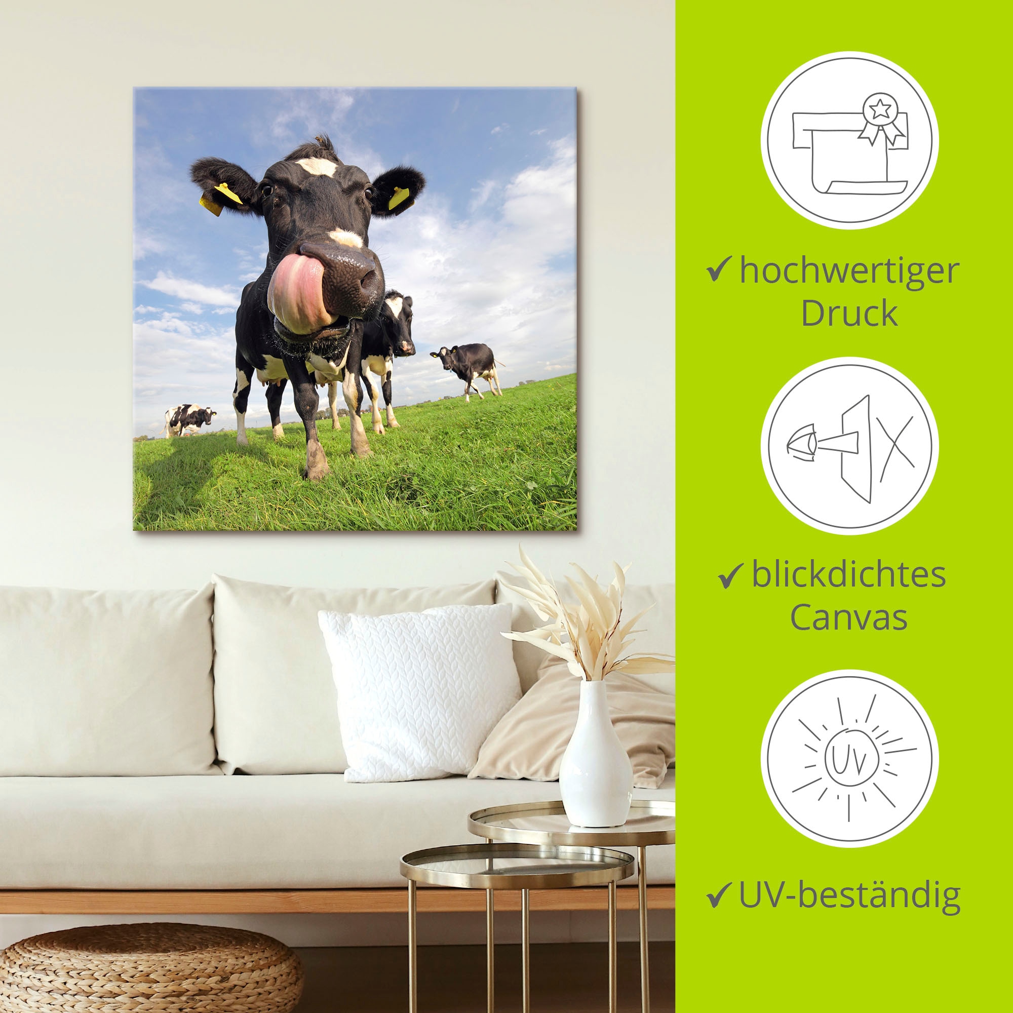 Artland Wandbild »Holstein-Kuh mit gewaltiger Zunge«, Haustiere, (1 St.), als Alubild, Outdoorbild, Leinwandbild, Poster, Wandaufkleber