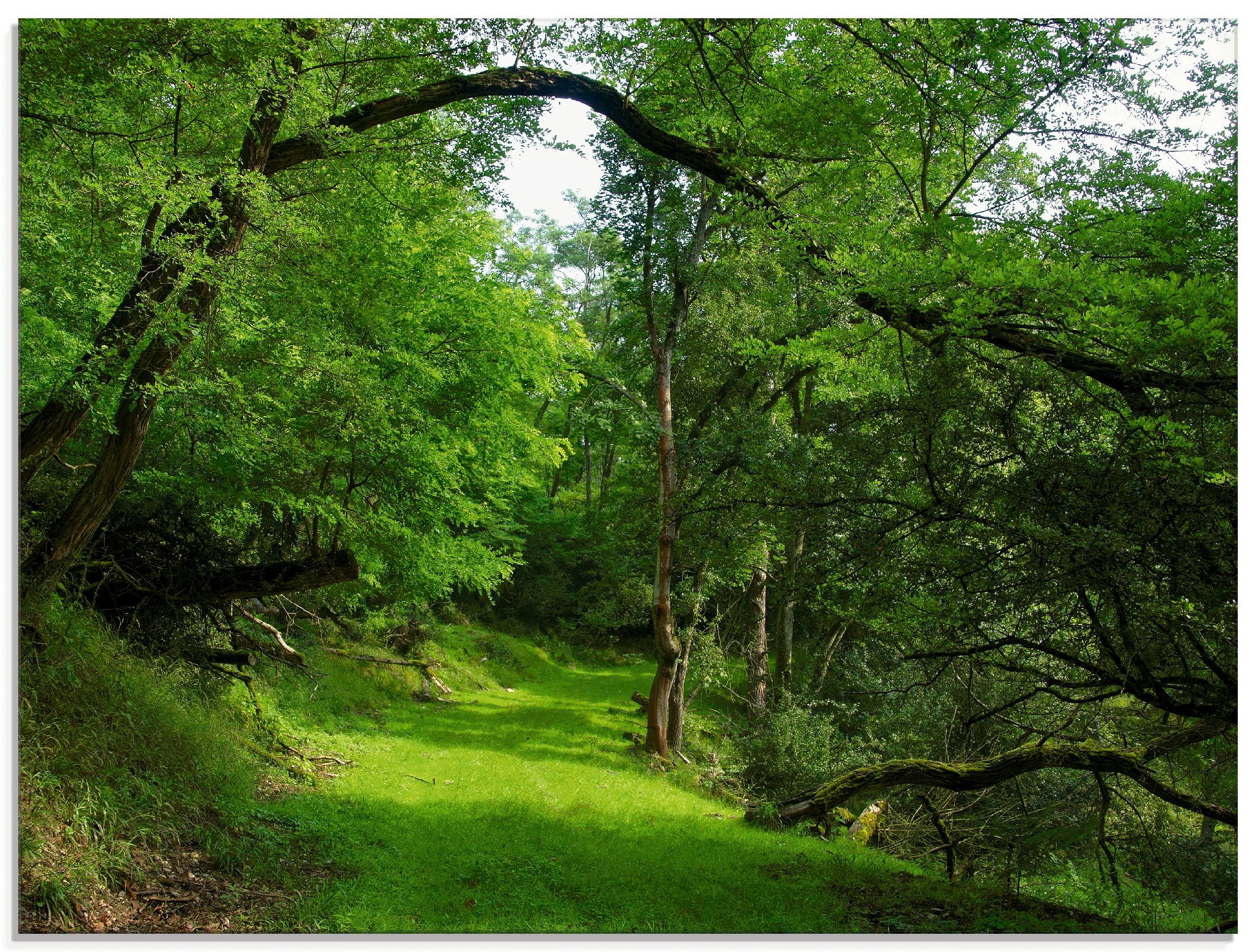 Artland Glasbild »Grüner Weg Shop St.), durch OTTO Größen im verschiedenen den (1 Wald«, Wald, kaufen Online in