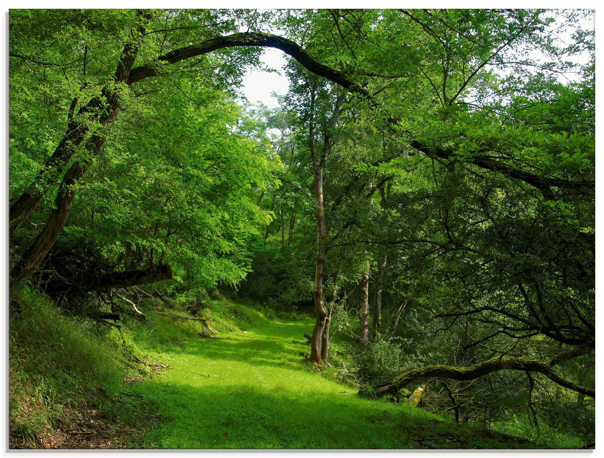 Artland Glasbild »Grüner Weg durch den Wald«, Wald, (1 St.)