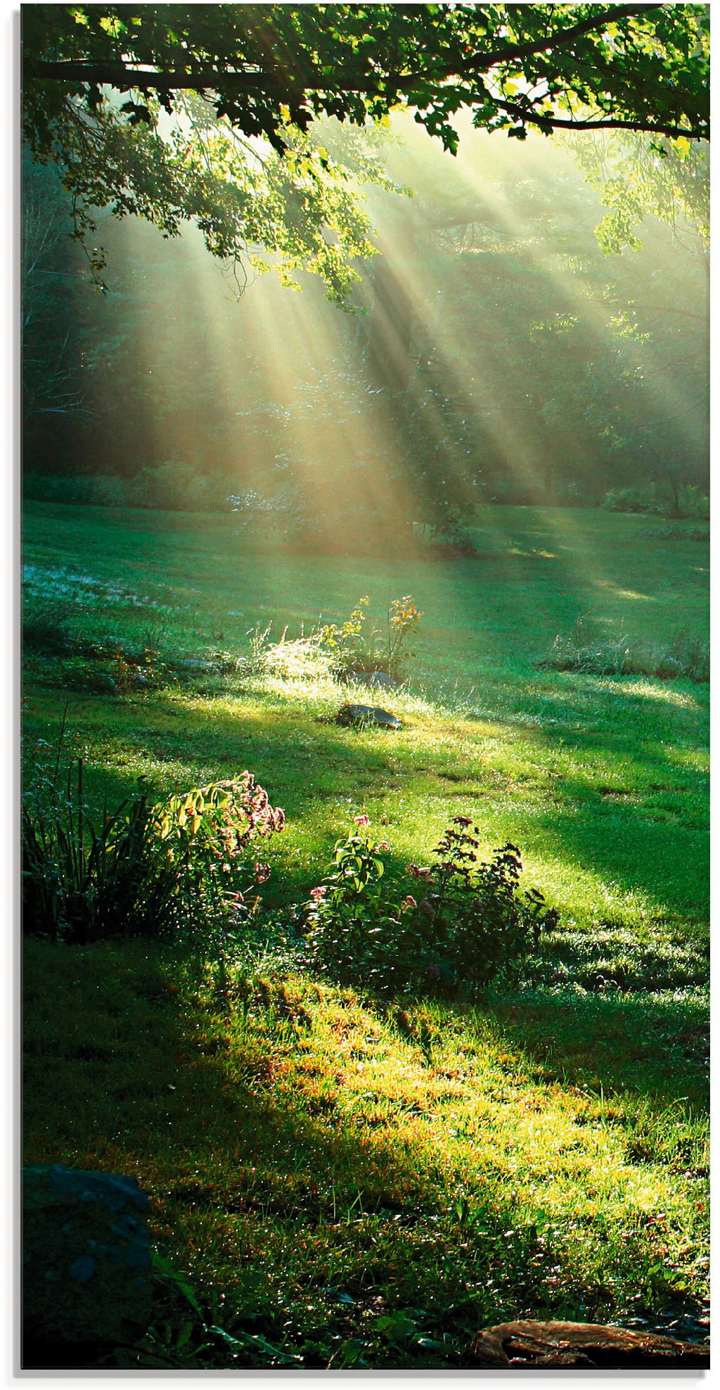 Artland Glasbild »Lichtkegel«, Wald, (1 St.), in verschiedenen Größen
