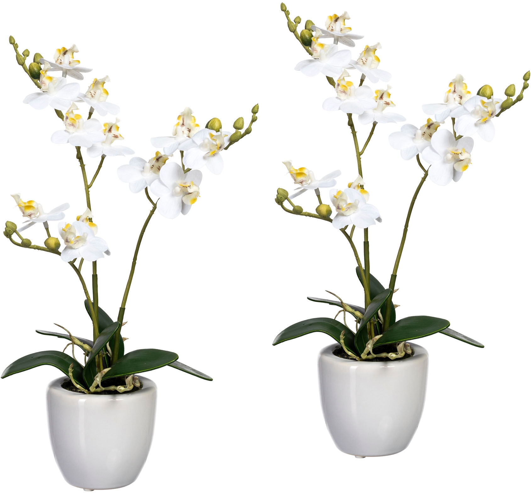 2er Set »Phalaenopsis«, St.), im Creativ OTTO bei Keramiktopf, green Kunstorchidee (2