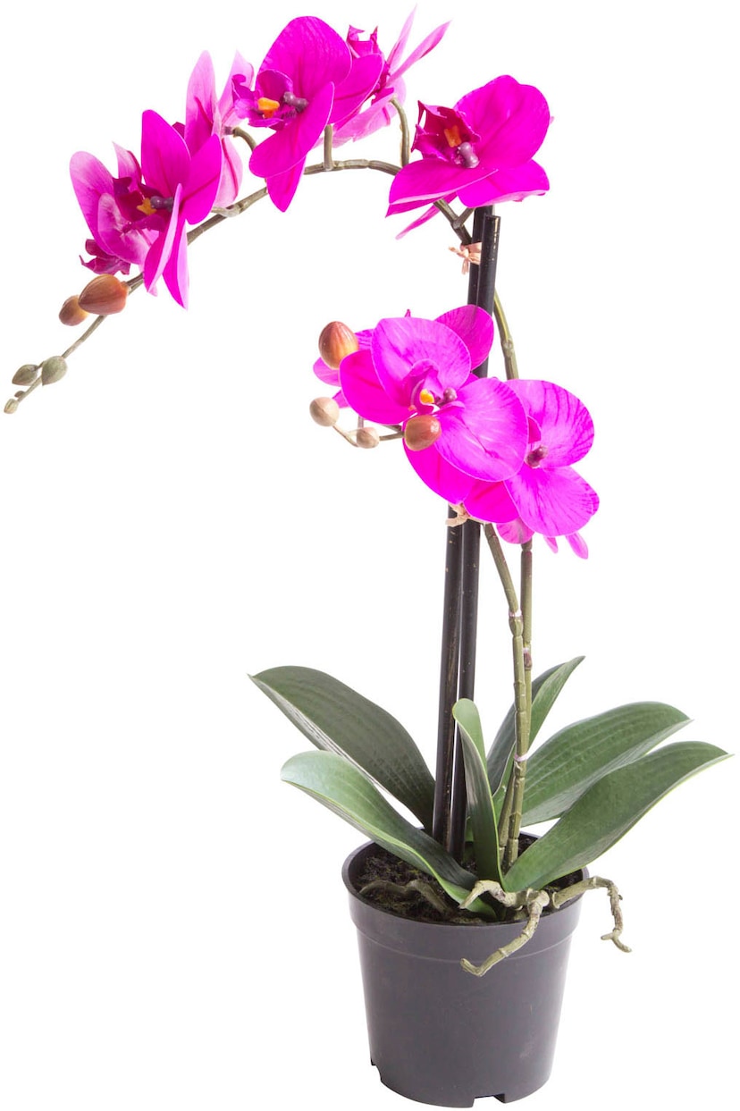 Botanic-Haus Kunstorchidee »Orchidee Bora«, (1 St.) bestellen bei OTTO