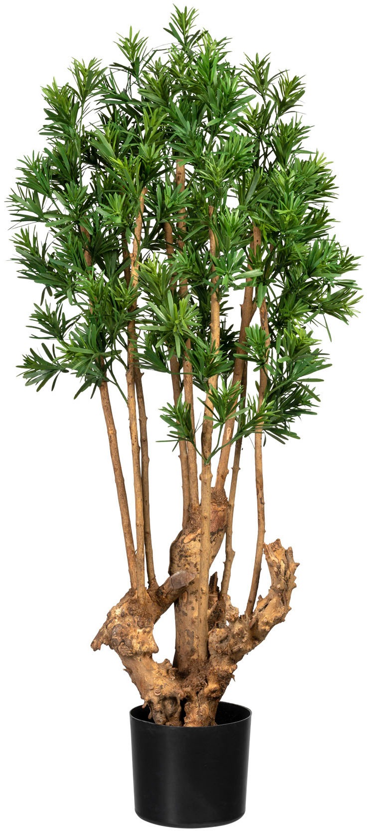 Creativ green Künstliche Zimmerpflanze »Podocarpus macrophyllus«