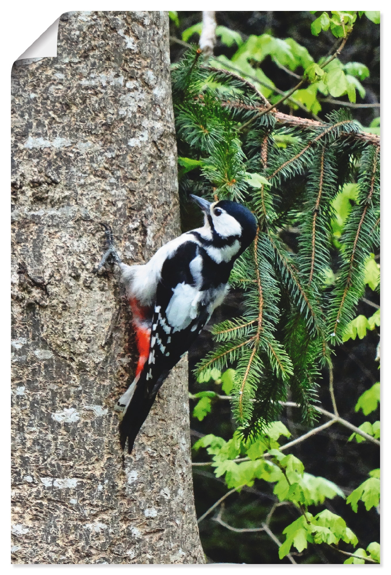 OTTO versch. im als (1 St.), kaufen Vögel, in bei Größen Poster »Buntspecht Artland Wandaufkleber Wandbild Wald«, Leinwandbild, oder