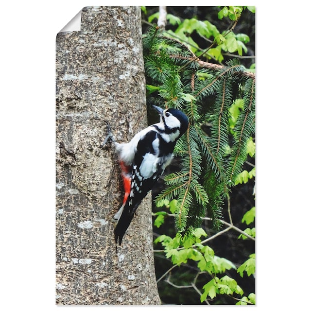 Artland Wandbild »Buntspecht im Wald«, Vögel, (1 St.), als Leinwandbild,  Wandaufkleber oder Poster in versch. Größen kaufen bei OTTO
