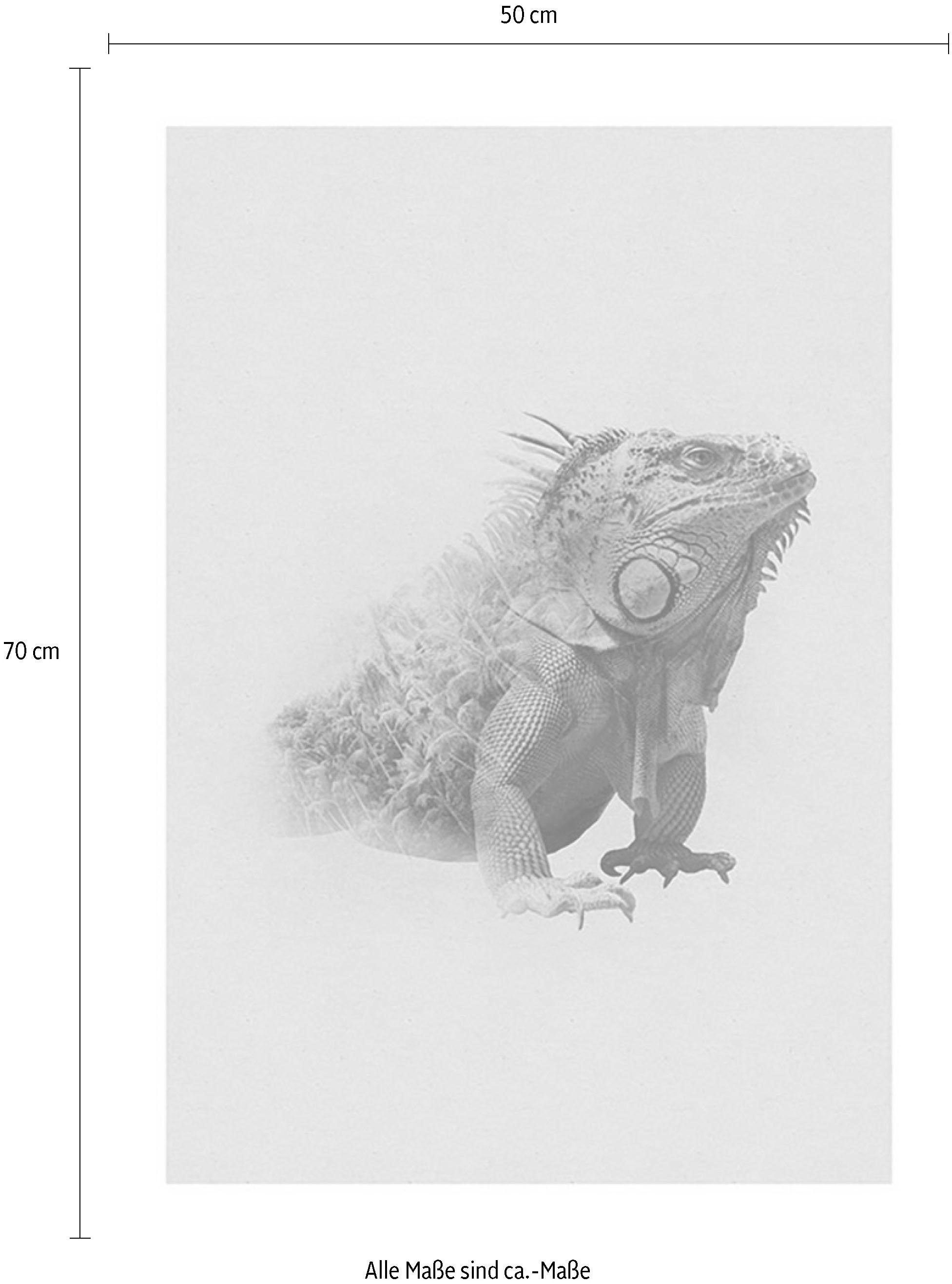 Komar Poster »Animals Iguana«, online Wohnzimmer Tiere, bei Kinderzimmer, Paradise Schlafzimmer, St.), kaufen OTTO (1