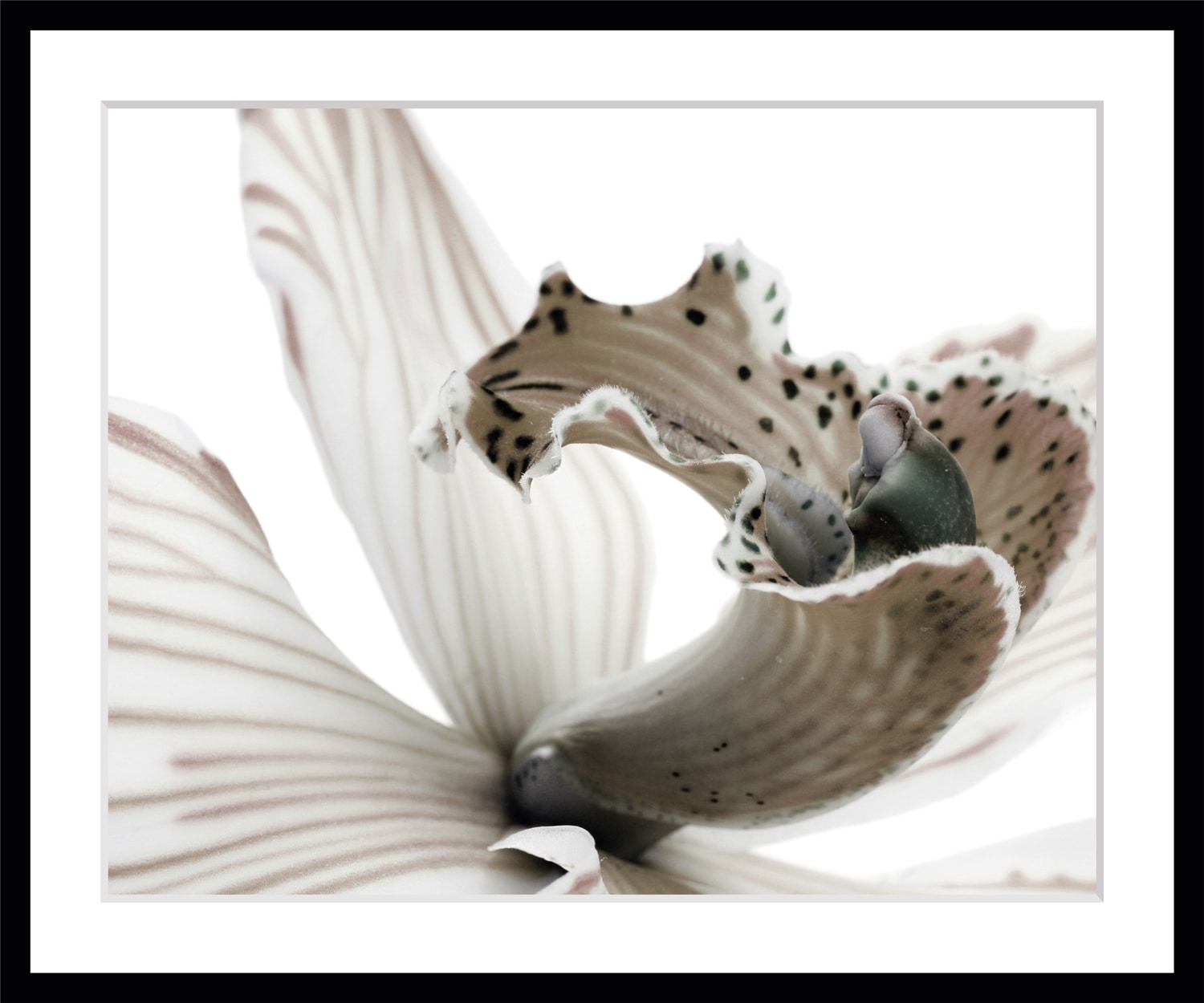 queence Bild »Herkules« Blumen | Blumenbilder | Foto | Kunst | Pflanzenbilder