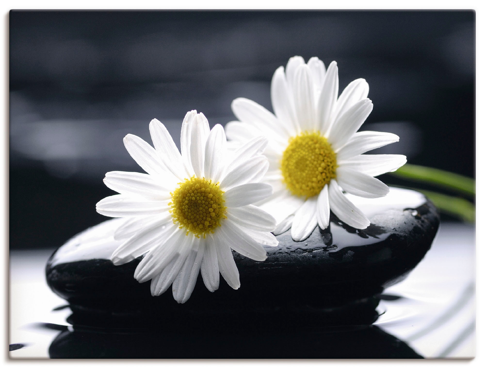 Leinwandbild »Zwei Gerbera auf einem Zenstein«, Blumen, (1 St.), auf Keilrahmen gespannt