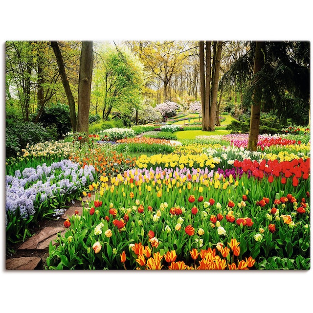 Artland Wandbild »Tulpen Garten Frühling«, Blumenwiese, (1 St.), als Alubild,  Leinwandbild, Wandaufkleber oder Poster in versch. Größen kaufen bei OTTO