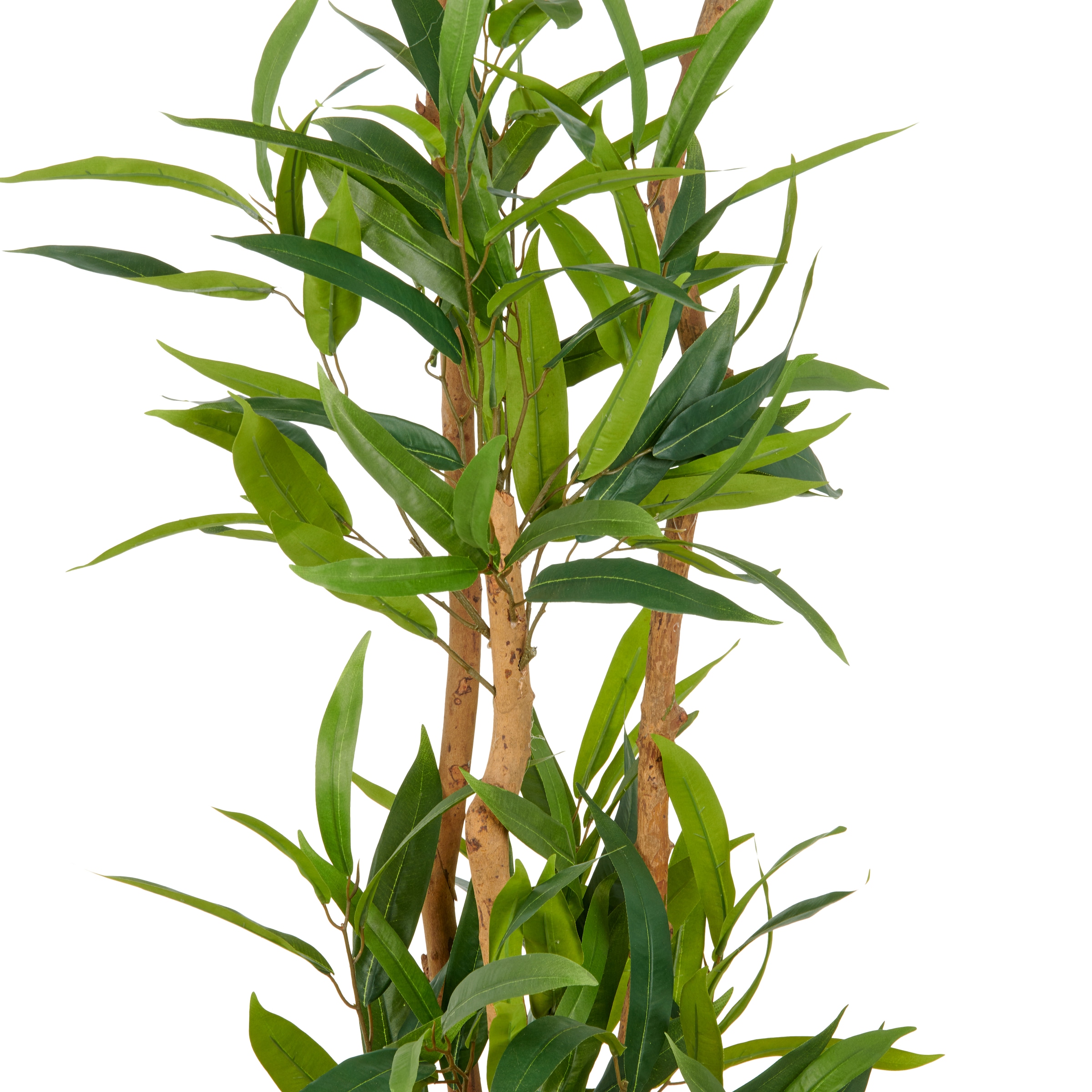 Creativ green Kunstbaum »Ficus maclellandii«, mit echtem Holzstamm