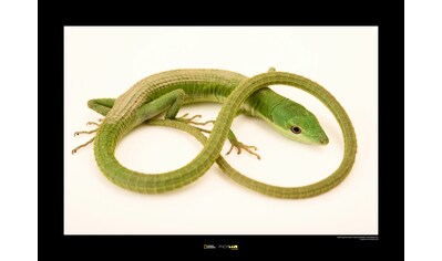 Komar Poster »Green Grass Lizard«, Tiere, Höhe: 40cm kaufen