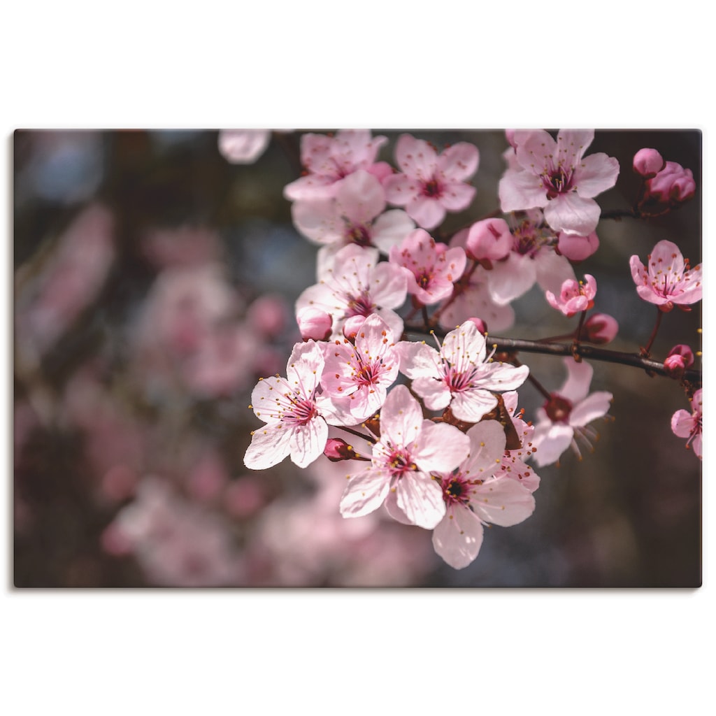 Artland Leinwandbild »Kirschblüten Nahaufnahme im Sonnenlicht«, Blumen, (1 St.)