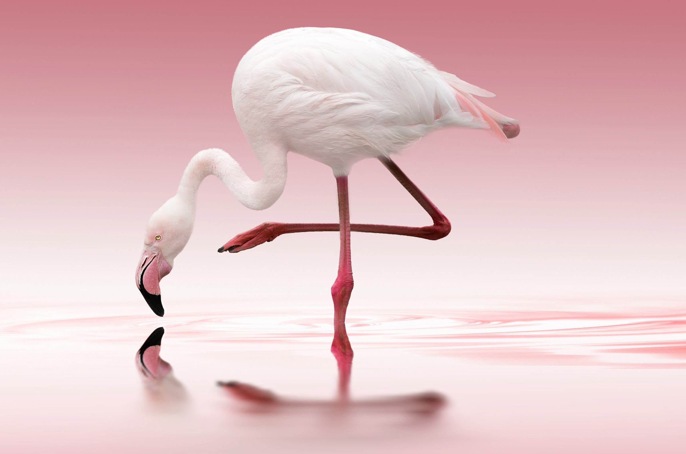 Papermoon Fototapete »Photo-Art DORIS REINDL, FLAMINGO«