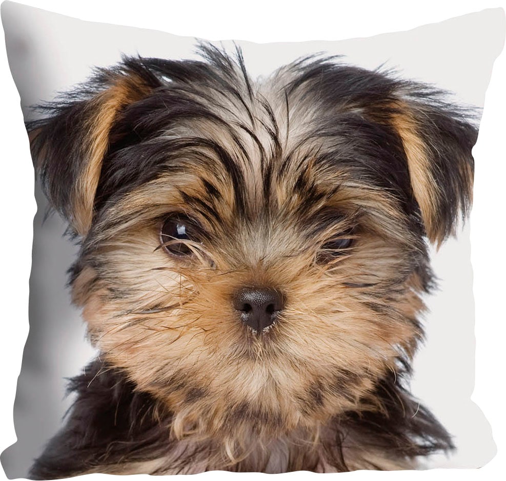 queence Dekokissen »Ines«, Kissenhülle,Hund,Süß,Tiermotiv,Niedlich,Verspielt,Zart,Fröhlich